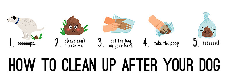 How to clean up after your dog