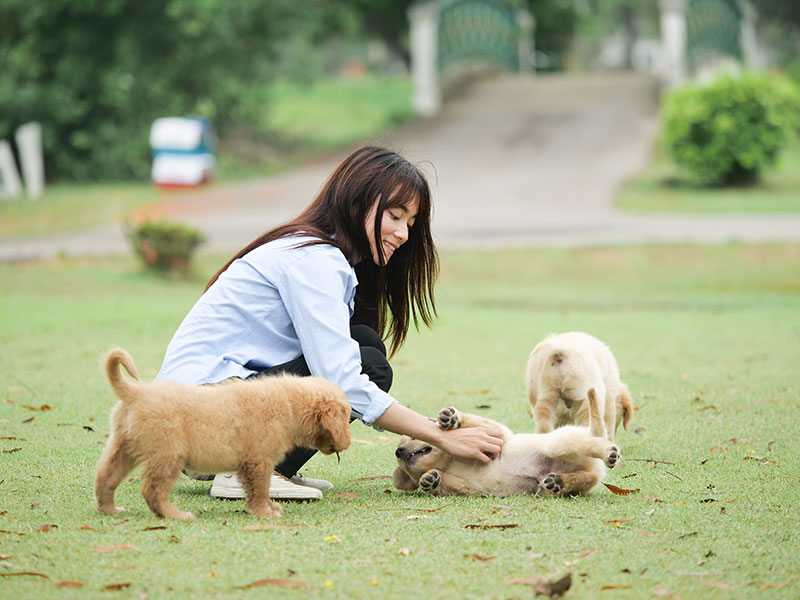 강아지 사회성 훈련법