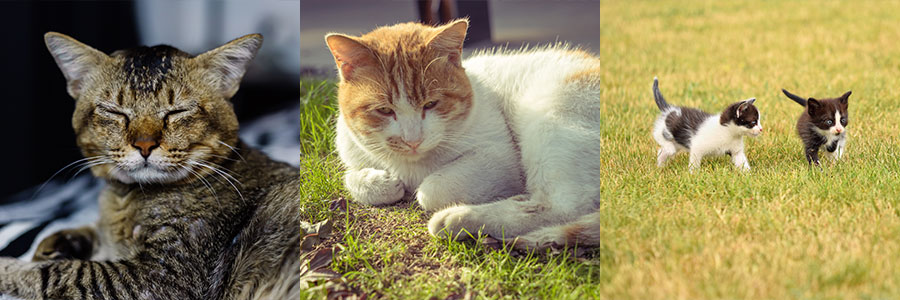 고양이 아밀로이드증