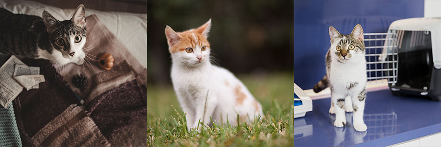 고양이 자연발생성 면역매개성