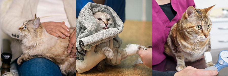 고양이 대동맥 혈전 색전증